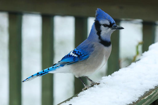Bluejay in Snow Poster | Winter Bird Photography | Nature Wall Art