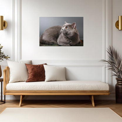 British Shorthair Blue Cat with Copper Eyes | Pedigreed Pet Photography | Cat Poster - Photography Poster