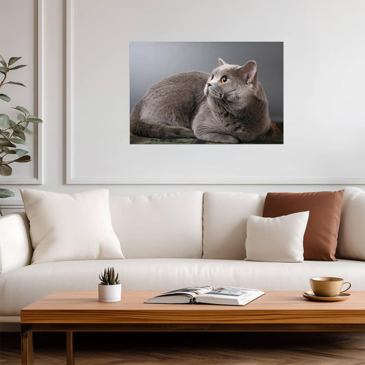 British Shorthair Blue Cat with Copper Eyes | Pedigreed Pet Photography | Cat Poster - Photography Poster