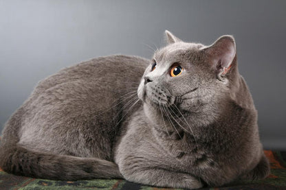 British Shorthair Blue Cat with Copper Eyes | Pedigreed Pet Photography | Cat Poster - Photography Poster