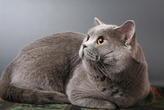 British Shorthair Blue Cat with Copper Eyes | Pedigreed Pet Photography | Cat Poster - Photography Poster