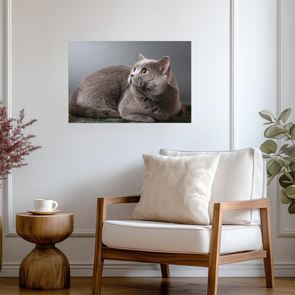 British Shorthair Blue Cat with Copper Eyes | Pedigreed Pet Photography | Cat Poster - Photography Poster