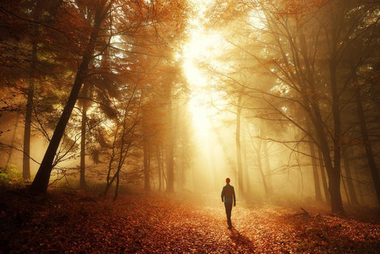 Autumn Forest Light Poster | Breathtaking Nature Photography | Fall Foliage Wall Art