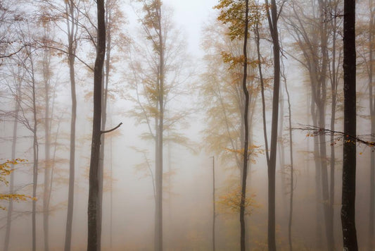 Misty Autumn Forest Poster | Beech Tree Photography | Ethereal Landscape Wall Art