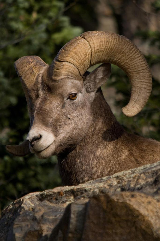 Fall River Ram | Rocky Mountain National Park Photography Poster - Photography Poster