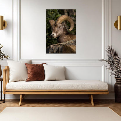 Fall River Ram | Rocky Mountain National Park Photography Poster - Photography Poster