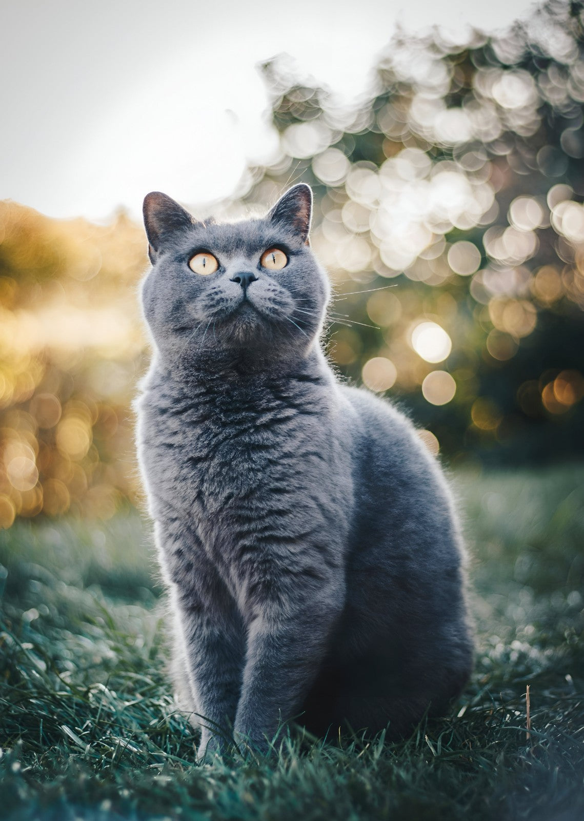 British Shorthair Cat in Grass | Pet Photography Poster | Cute Animal Wall Art - Photography Poster