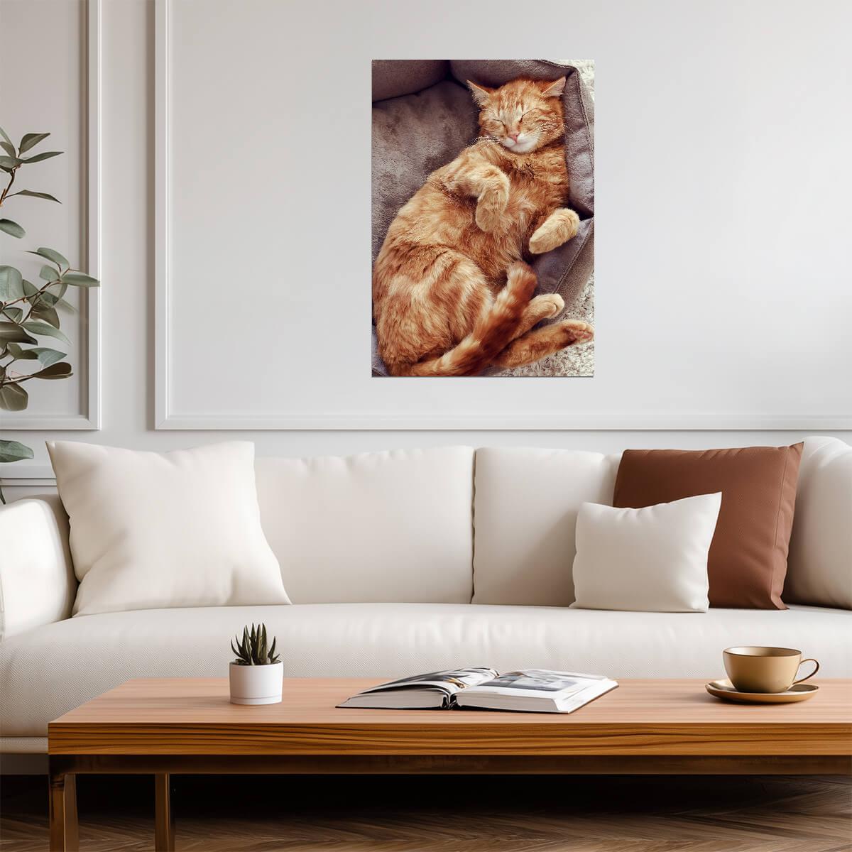 Sleeping Orange Tabby Cat | Cozy Pet Poster | Cute Cat Photography - Photography Poster