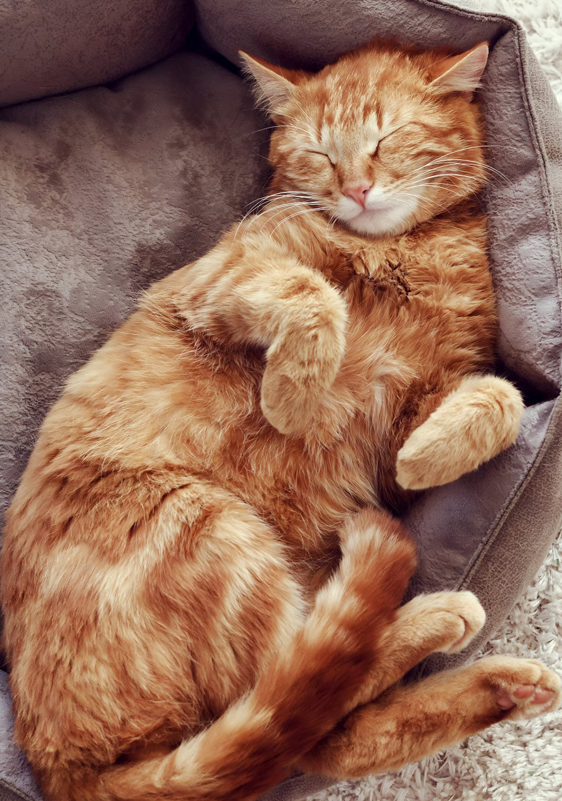 Sleeping Orange Tabby Cat | Cozy Pet Poster | Cute Cat Photography - Photography Poster