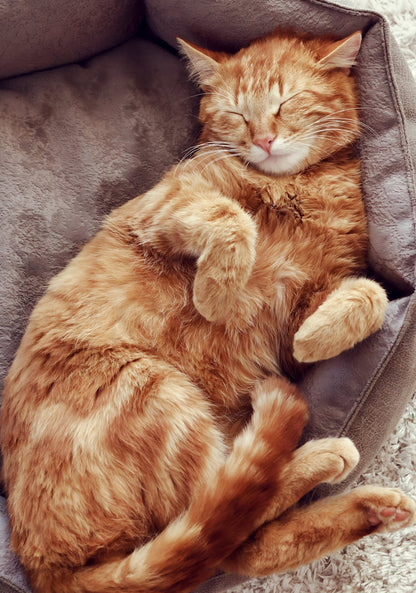 Sleeping Orange Tabby Cat | Cozy Pet Poster | Cute Cat Photography - Photography Poster