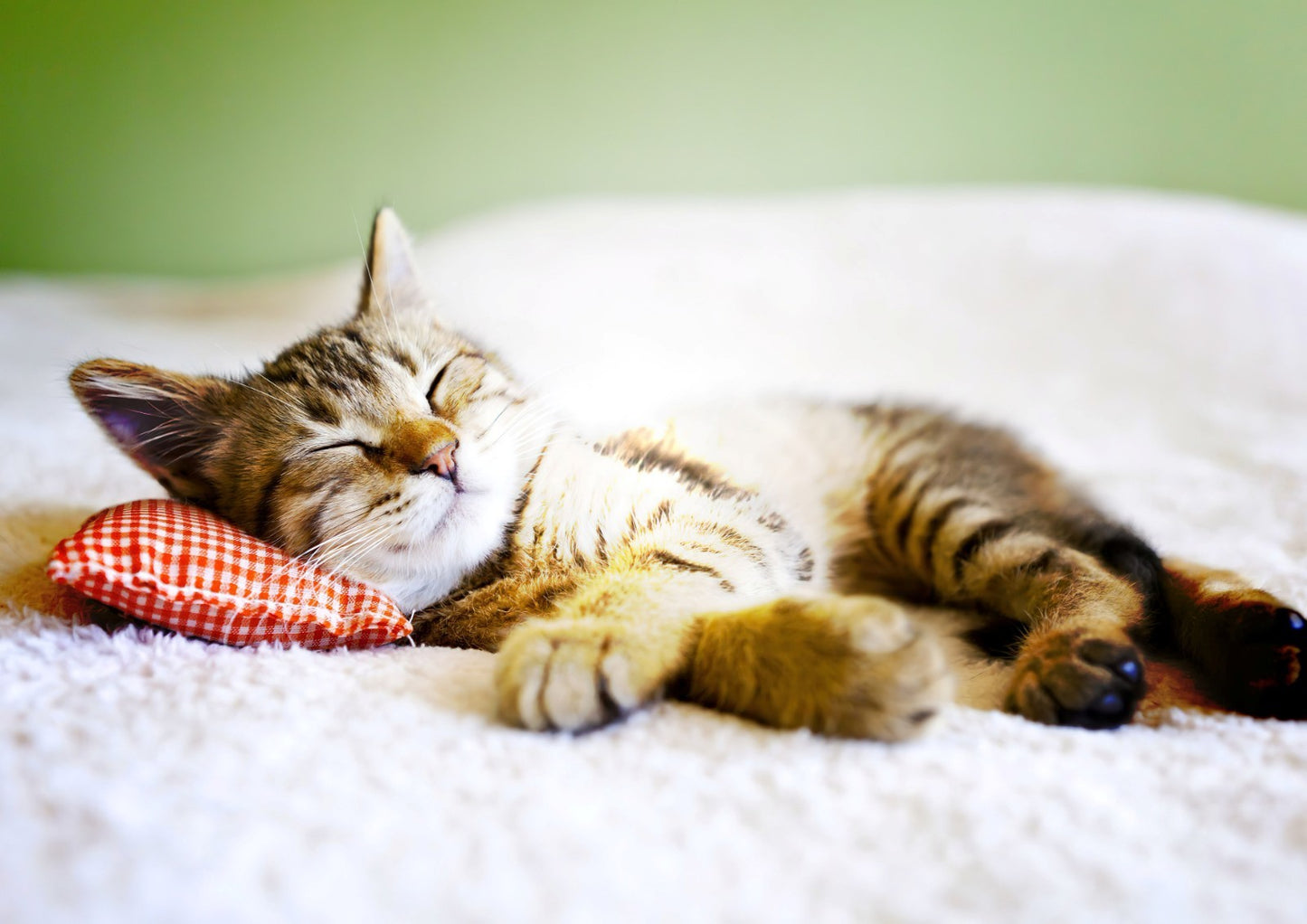 Relaxing Tabby Cat on Bed | Pet Photography Poster | Animal Wall Art - Photography Poster