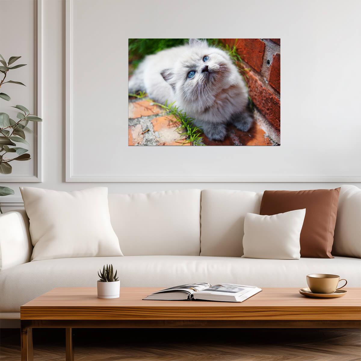 Fluffy Himalayan Kitten | Cute Cat Poster | Pet Photography Wall Art - Photography Poster