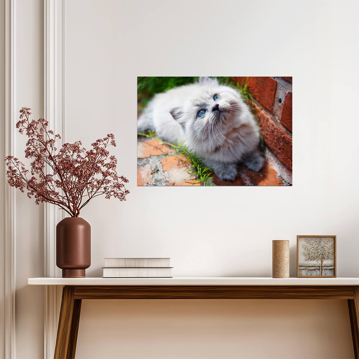 Fluffy Himalayan Kitten | Cute Cat Poster | Pet Photography Wall Art - Photography Poster