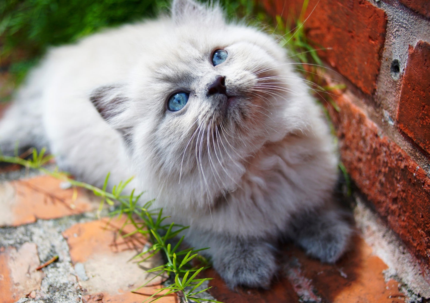 Fluffy Himalayan Kitten | Cute Cat Poster | Pet Photography Wall Art - Photography Poster