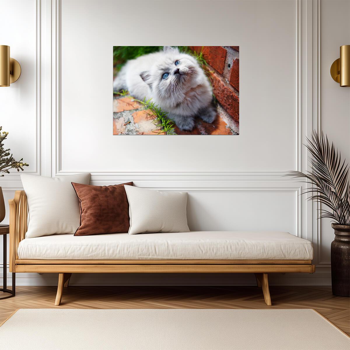 Fluffy Himalayan Kitten | Cute Cat Poster | Pet Photography Wall Art - Photography Poster