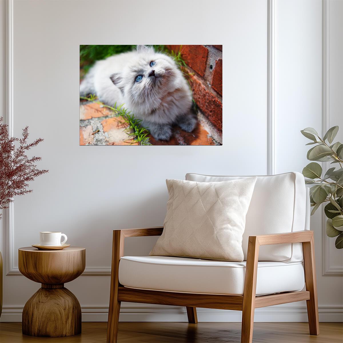 Fluffy Himalayan Kitten | Cute Cat Poster | Pet Photography Wall Art - Photography Poster