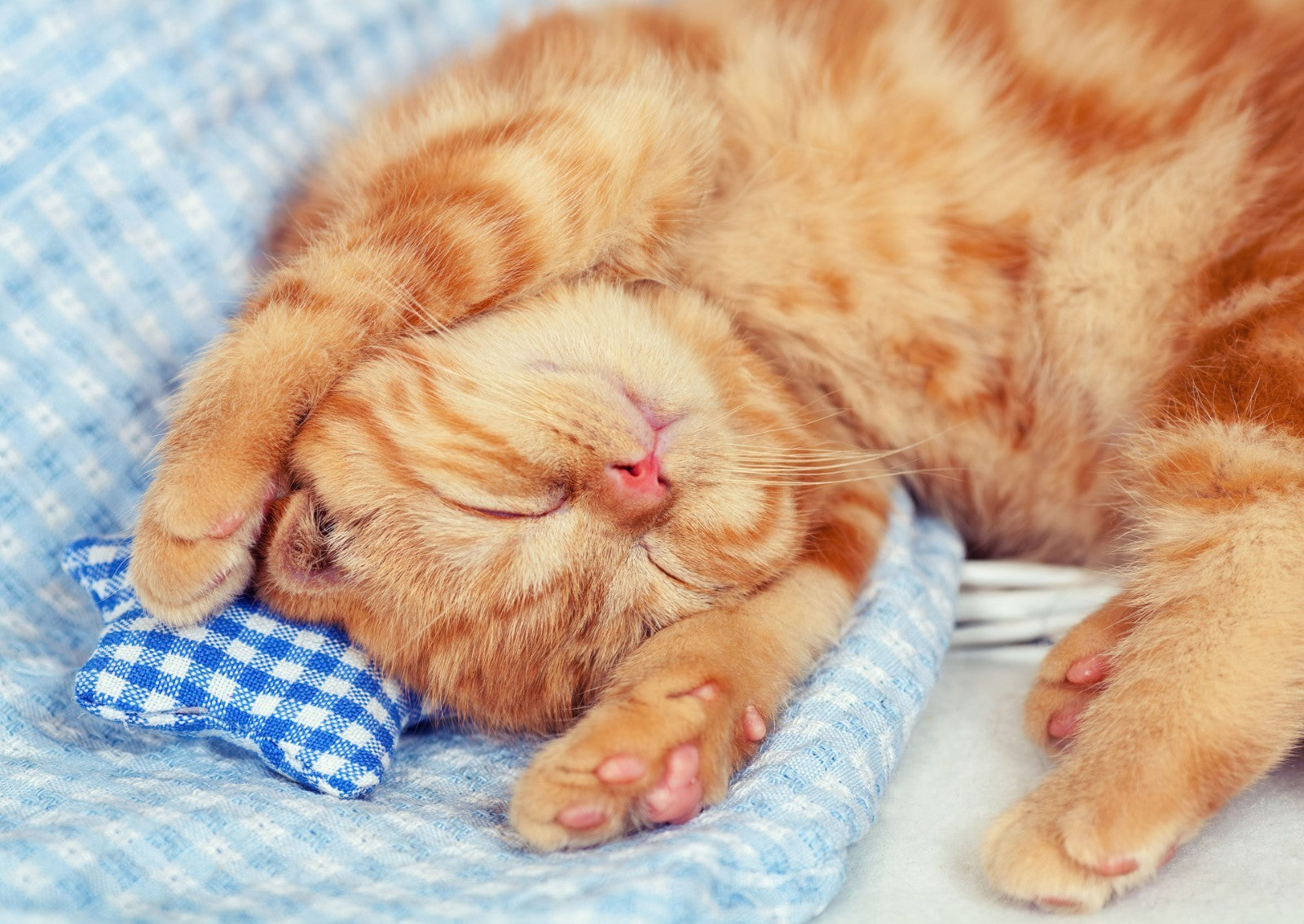 Sleeping Orange Cat | Cozy Pet Photography Poster | Cute Animal Wall Art - Photography Poster