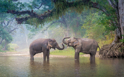 Elephant | Wildlife Photography | Animal Poster - Photography Poster