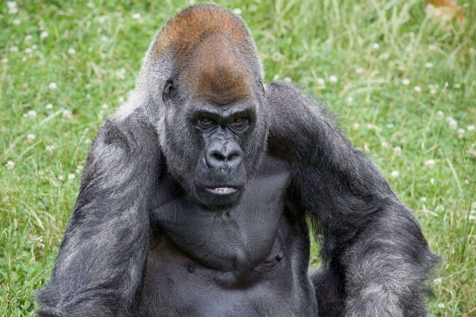 Gorilla | Primate Photography | Animal Poster - Photography Poster