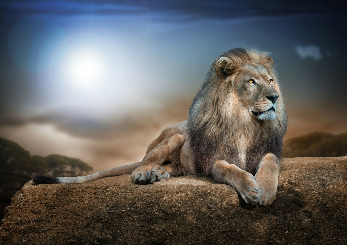 Lion Poster | Wildlife Photography Wall Art - Photography Poster