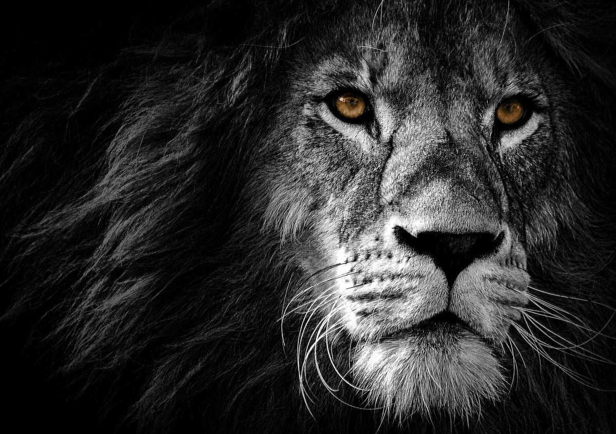 Lion Wall Art | Wildlife Photo Poster - Photography Poster