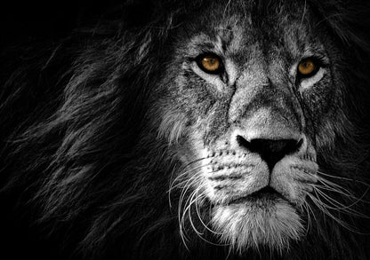 Lion Wall Art | Wildlife Photo Poster - Photography Poster