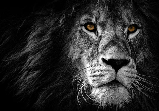 Lion Wall Art | Wildlife Photo Poster - Photography Poster