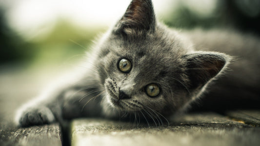 Cat Kitten | Cute Animal Print | Pet Poster - Photography Poster