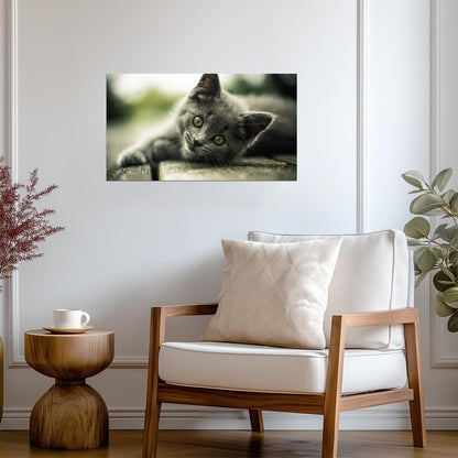 Cat Kitten | Cute Animal Print | Pet Poster - Photography Poster