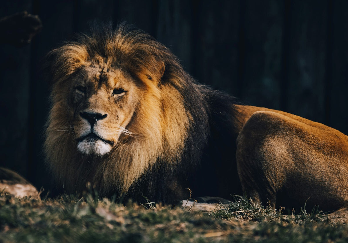 Lion Print | Nature Wildlife Poster - Photography Poster