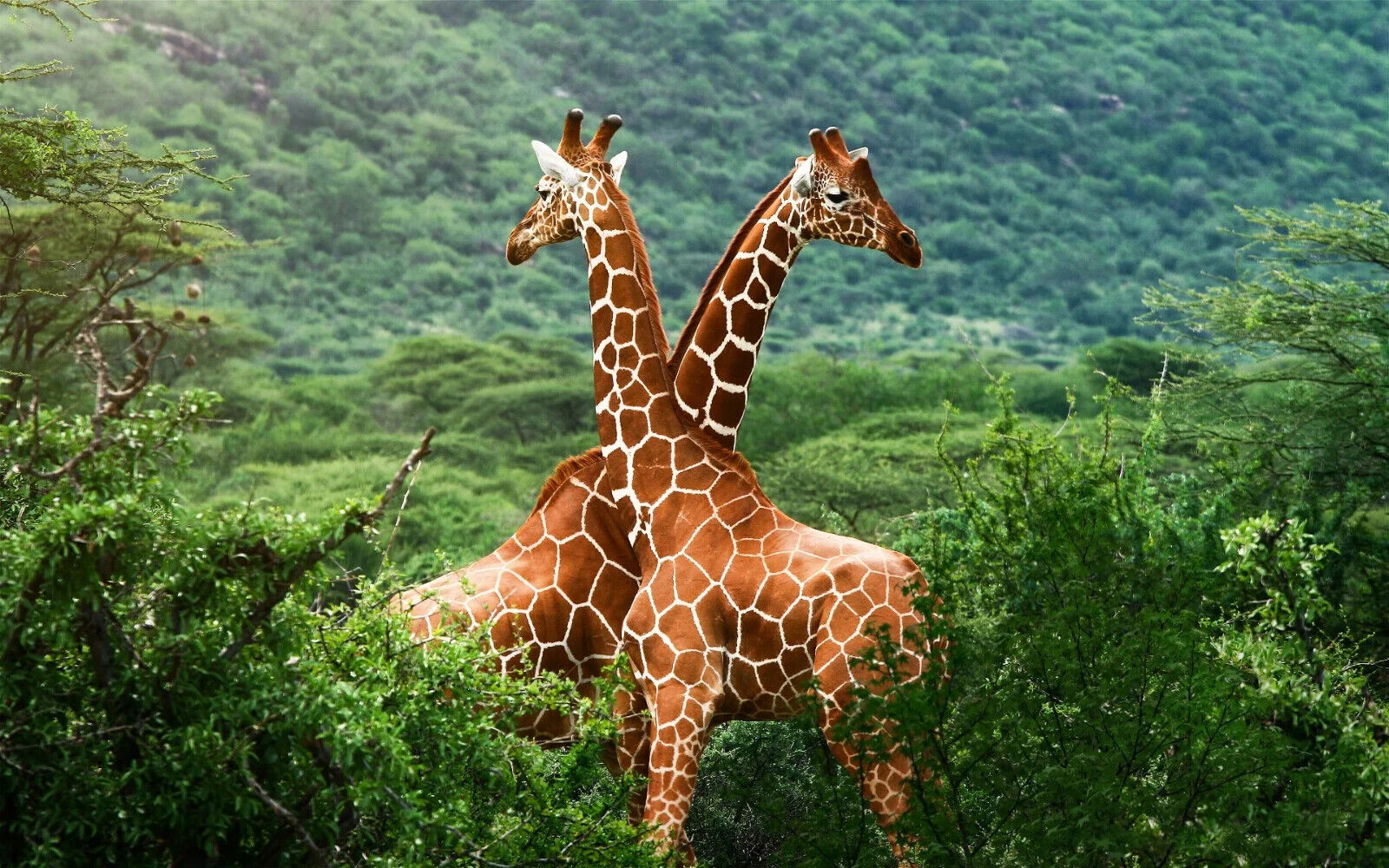 Giraffe | Safari Wildlife | Animal Poster - Photography Poster