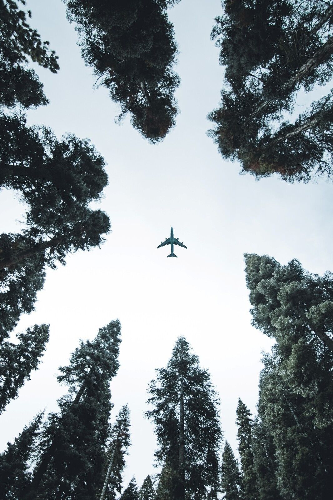 Airplane Flying Over Forest | Looking Up Perspective Poster | Aviation & Nature Photography - Cars Poster