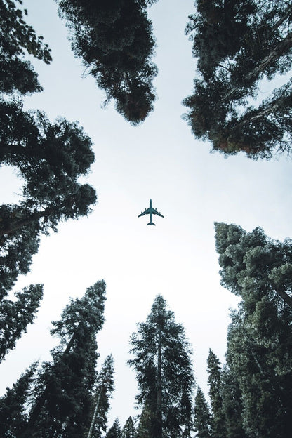 Airplane Flying Over Forest | Looking Up Perspective Poster | Aviation & Nature Photography - Cars Poster