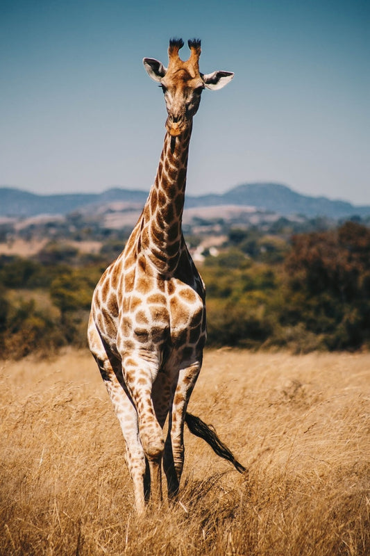 Giraffe | Nature Photography | Zoo Art Poster - Photography Poster
