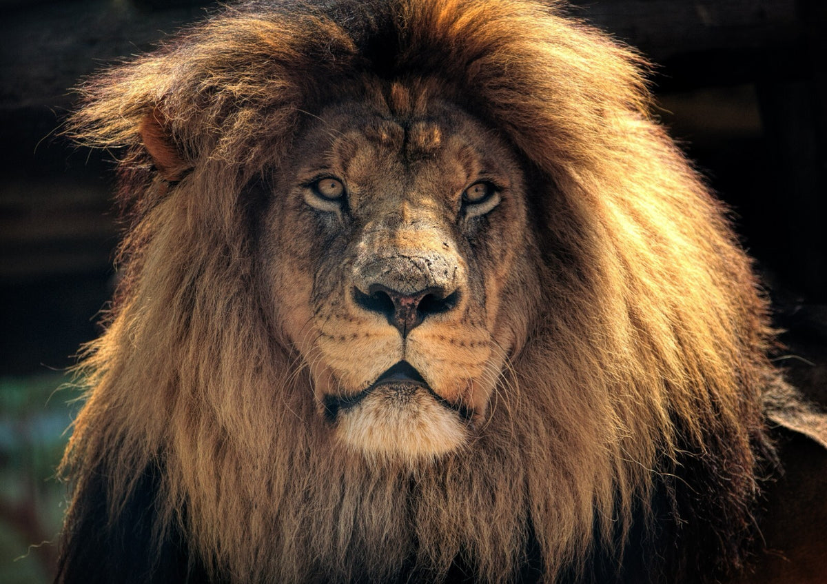 Lion Poster | Animal Wildlife Photo Print - Photography Poster