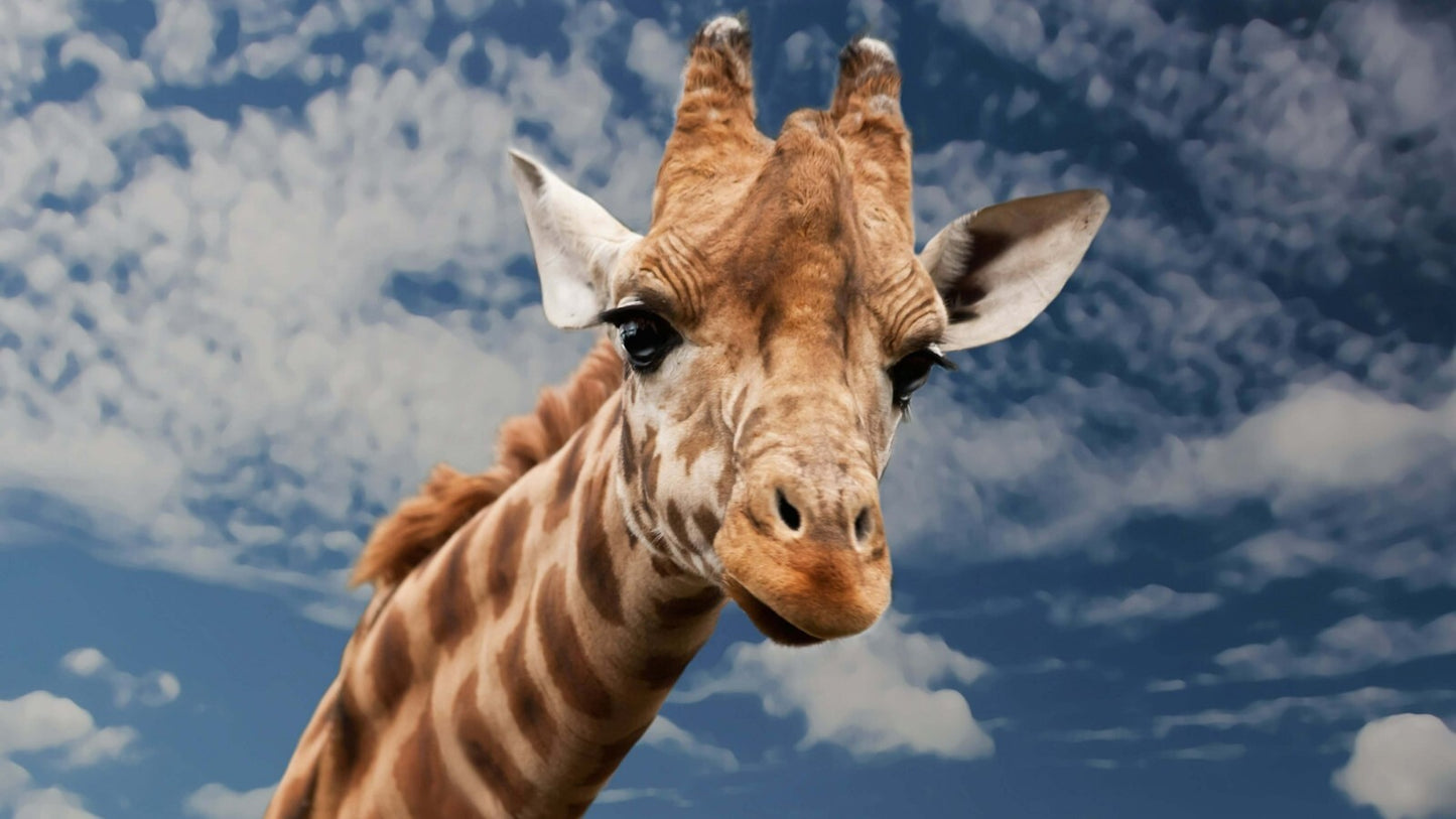 Giraffe | African Animal | Wild Life Poster - Photography Poster
