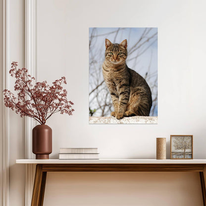 Brown Tabby Cat Sitting on Wall | Pet Photography Poster | Cute Animal Wall Art - Photography Poster