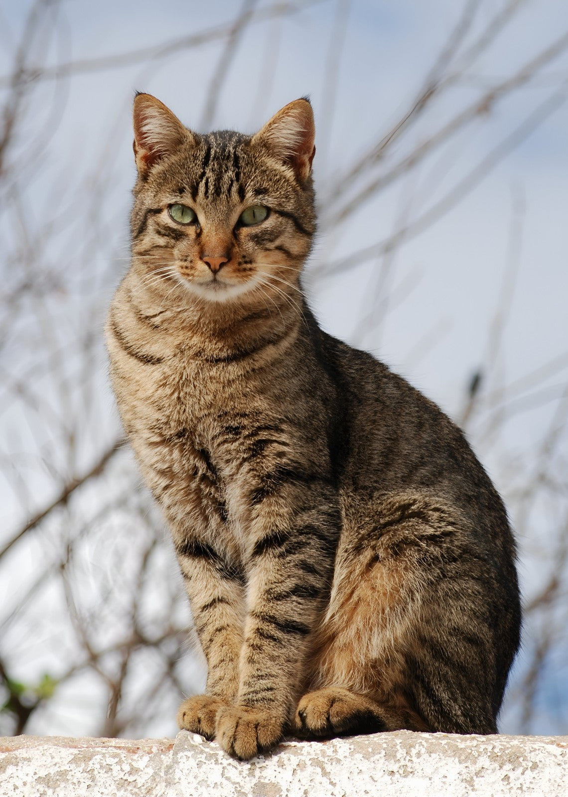 Brown Tabby Cat Sitting on Wall | Pet Photography Poster | Cute Animal Wall Art - Photography Poster