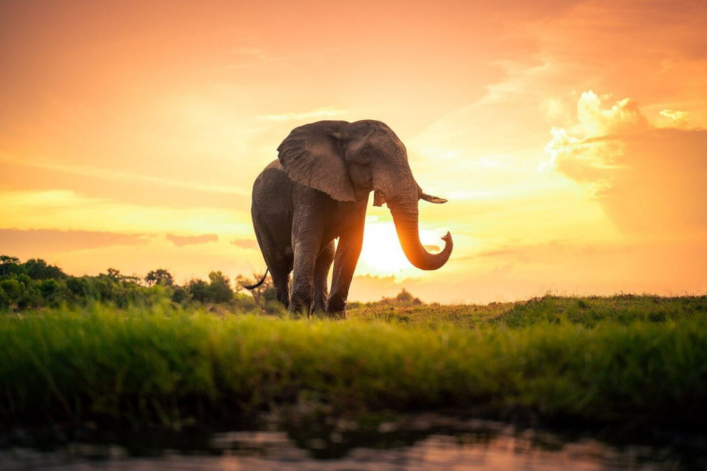 Elephant | Safari Animal Print | Nature Poster - Photography Poster