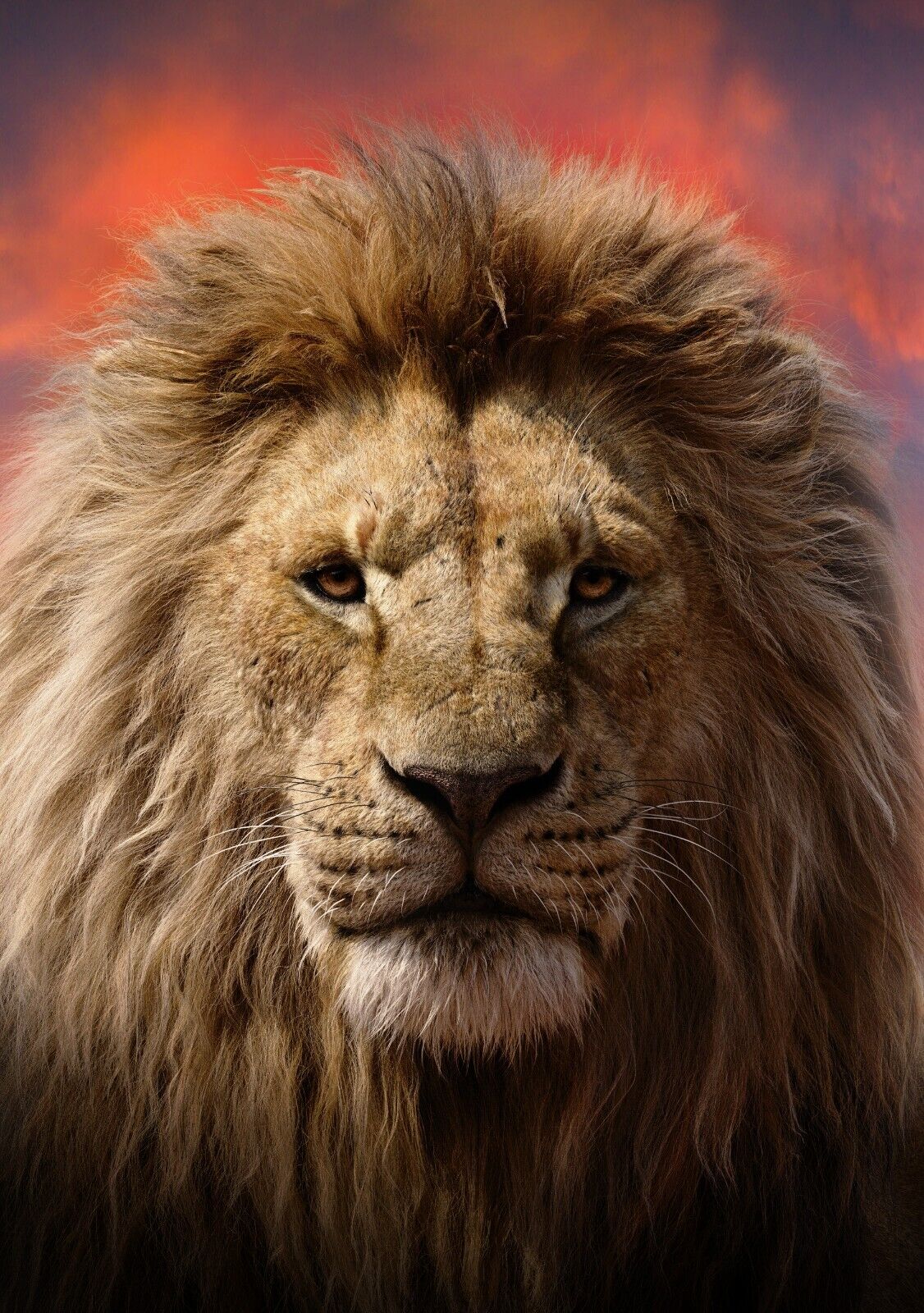 Lion Wall Art | African Wildlife Poster - Photography Poster
