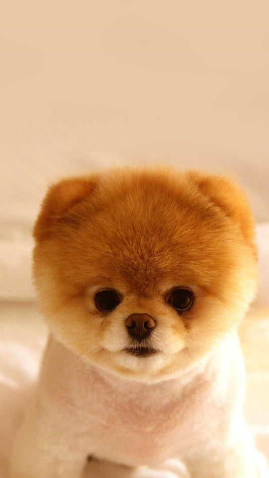 Dog Puppy | Cute Animal Print | Pet Poster - Photography Poster