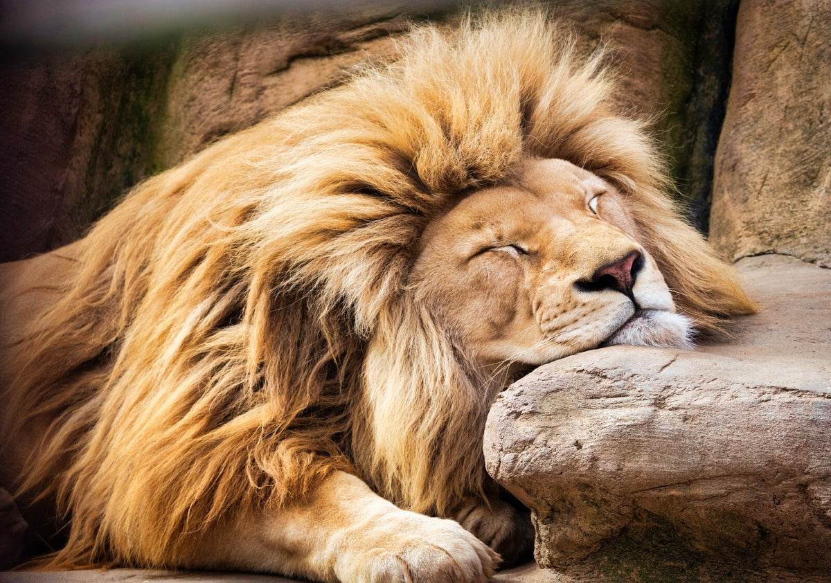 Lion Poster | Big Cat Wildlife Print - Photography Poster