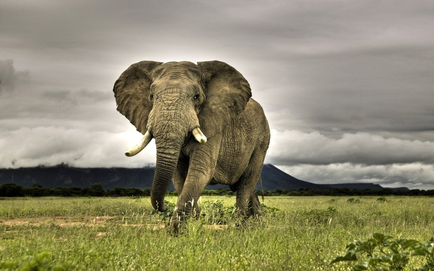 Elephant | Neutral Tone Art | Zoo Animal Poster - Photography Poster