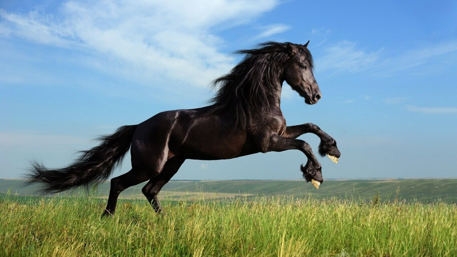 Horse | Equestrian Photography | Animal Poster - Photography Poster