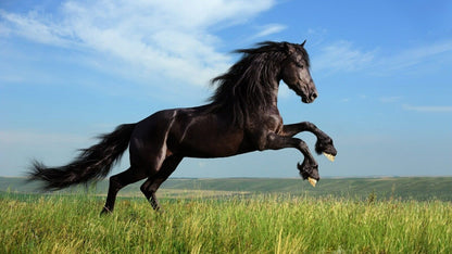 Horse | Equestrian Photography | Animal Poster - Photography Poster