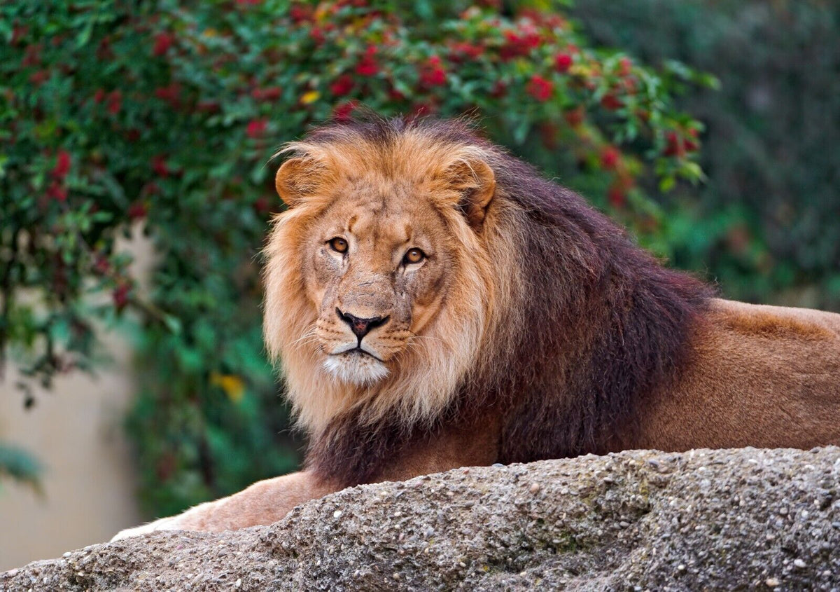 Lion Print | Wildlife Photography Poster - Photography Poster
