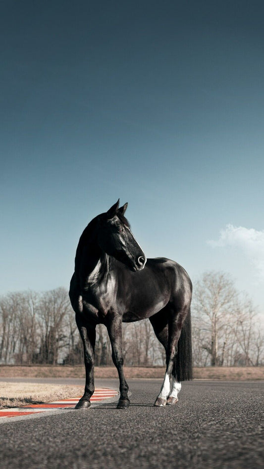 Horse | Cool Tone Print | Nature Wall Poster - Photography Poster