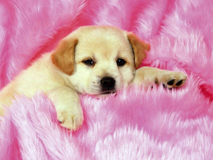 Dog Puppy | Vibrant Animal Art | Kids Room Poster - Photography Poster