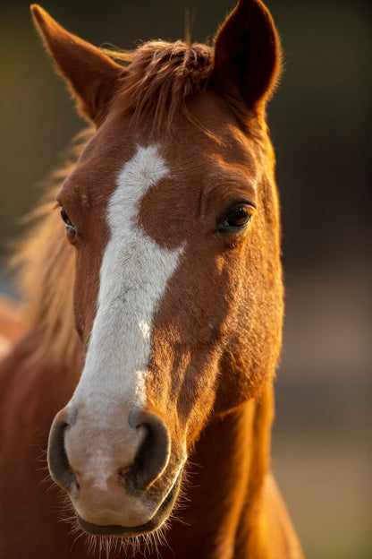 Horse | Wild Stallion | Equine Poster - Photography Poster