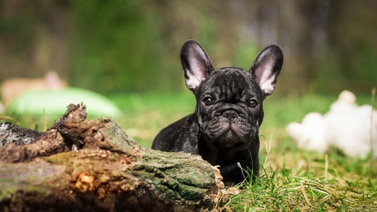 French Bulldog | Warm Tone Art | Dog Lover Poster - Photography Poster